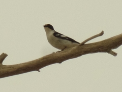 Ficedula semitorquata