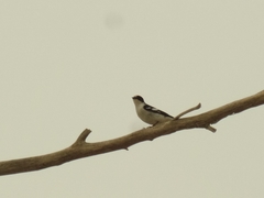 Ficedula semitorquata