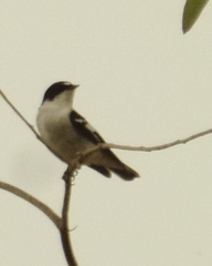 Ficedula semitorquata