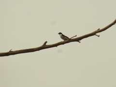 Ficedula semitorquata