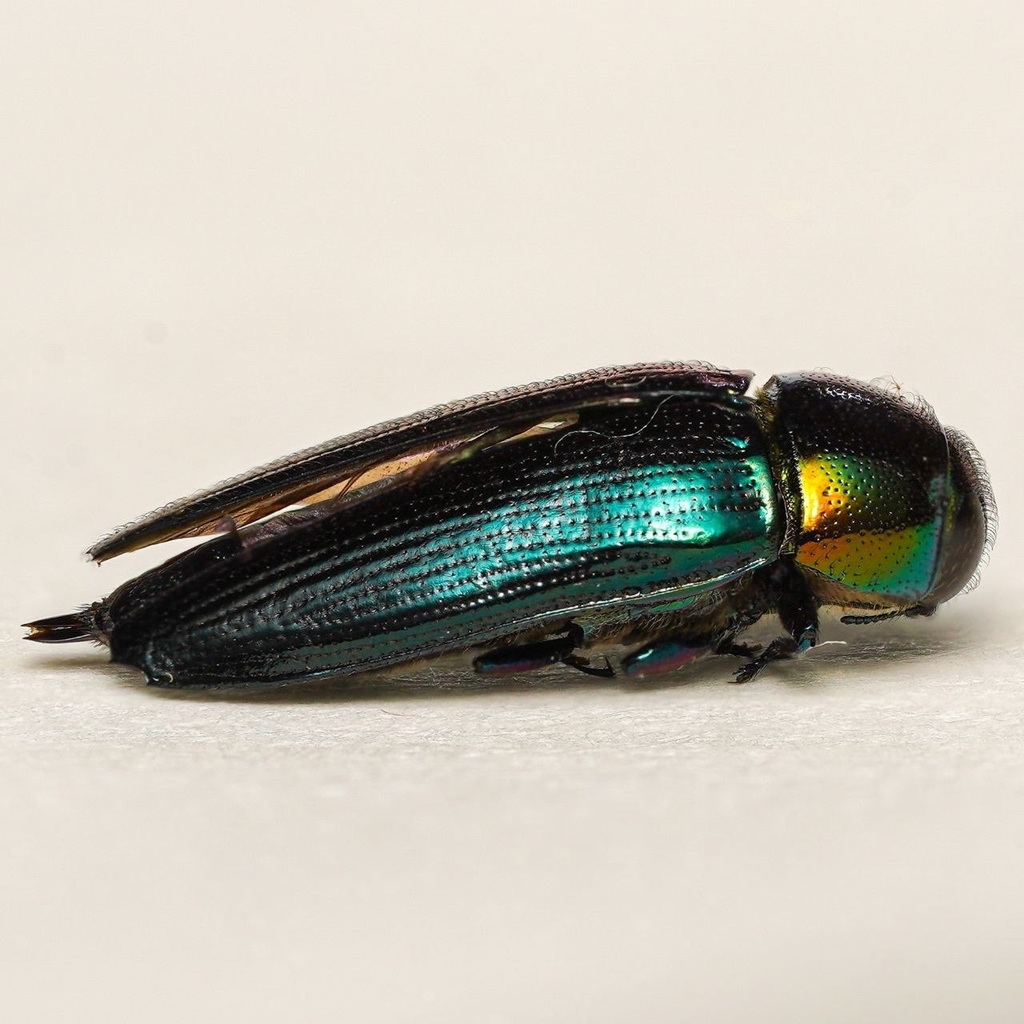 Xenopsis