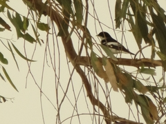 Ficedula semitorquata