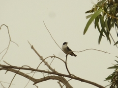 Ficedula semitorquata