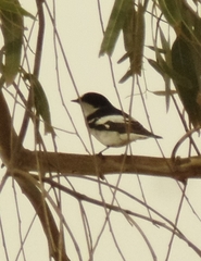 Ficedula semitorquata