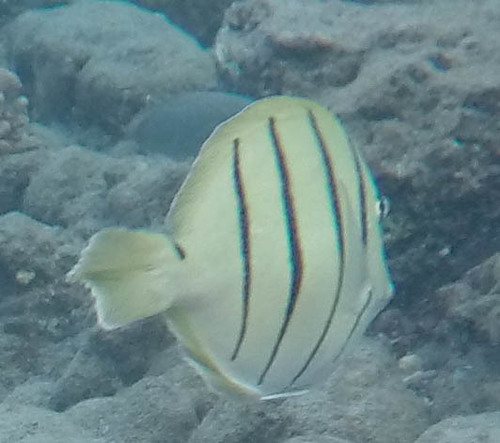 Acanthurus sandvicensis