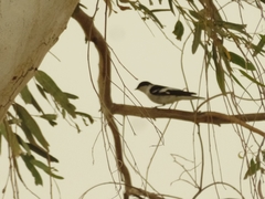 Ficedula semitorquata