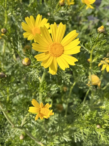 Crown daisy (Glebionis coronaria)