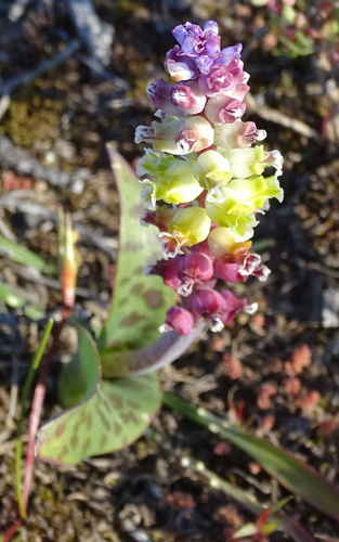 Image of Lachenalia membranacea by no rights reserved