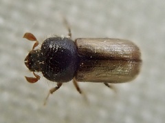 Trypodendron domesticum