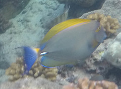 Acanthurus dussumieri