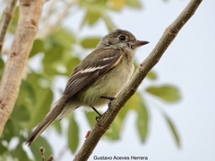 Empidonax minimus