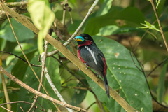 Cymbirhynchus macrorhynchos siamensis