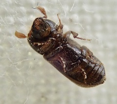 Trypodendron domesticum