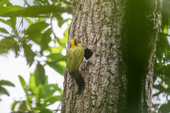 Chrysophlegma flavinucha flavinucha