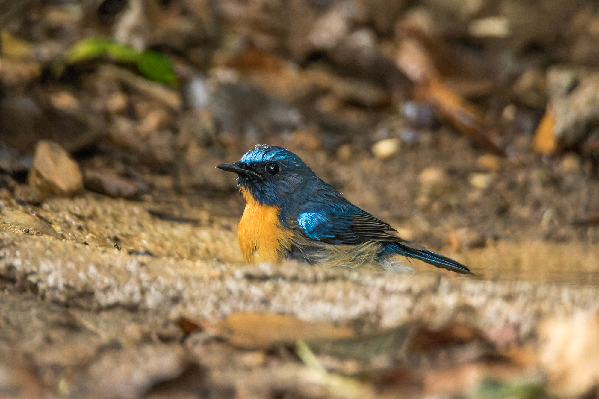 Chinese Blue Flycatcher