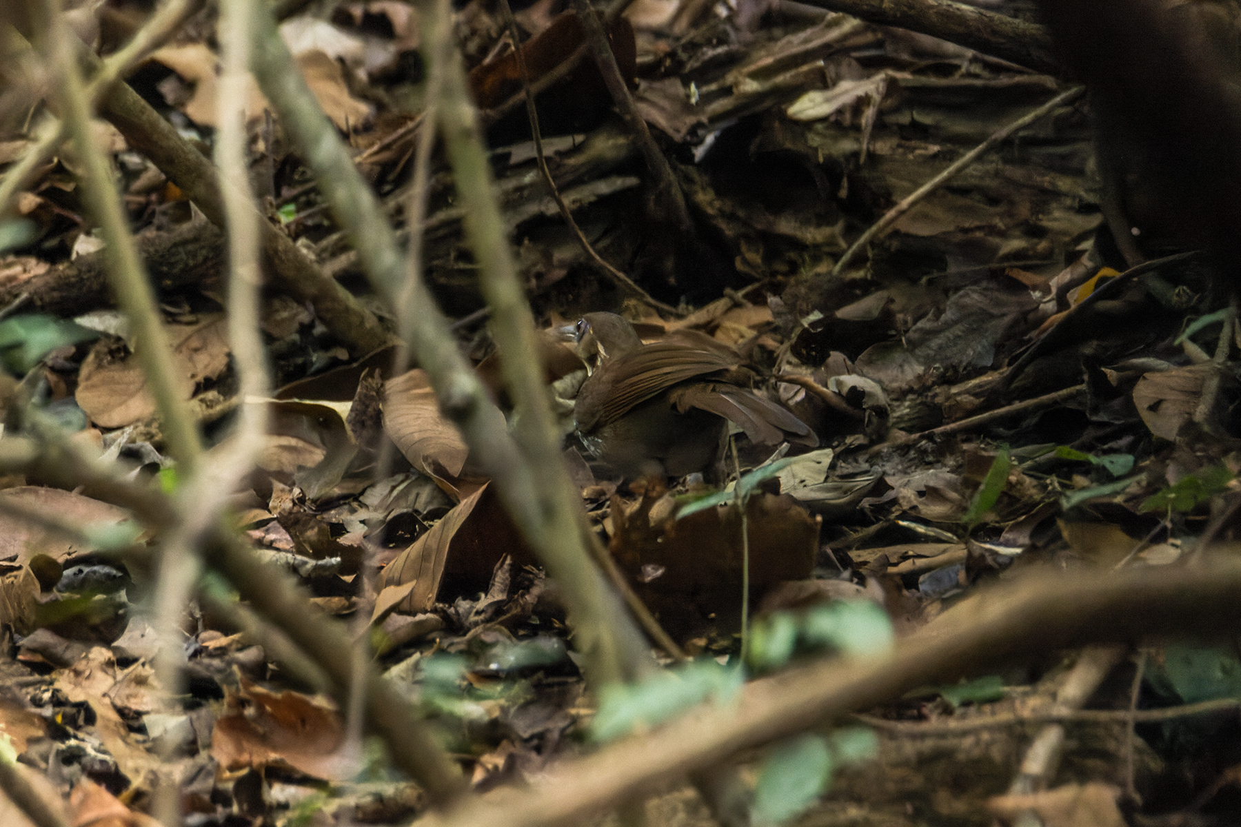 Large Scimitar Babbler