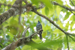 Cyornis unicolor unicolor