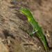 Burmese Green Crested Lizard - Photo (c) Wich’yanan L, some rights reserved (CC BY), uploaded by Wich’yanan L