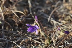 Viola prionantha