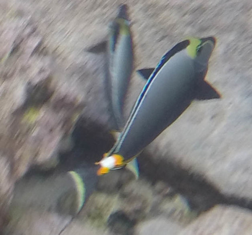 Naso lituratus