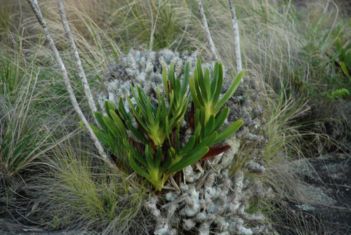 Angraecum sororium, photograph 2