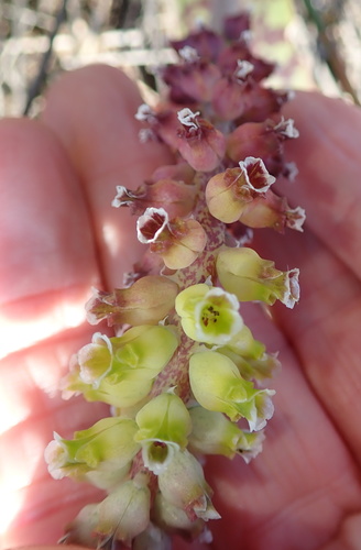 Image of Lachenalia membranacea by no rights reserved