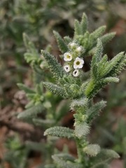 Heliotropium bacciferum
