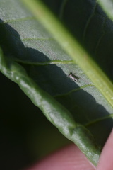 Aphis rumicis