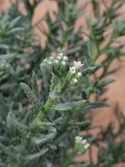 Heliotropium bacciferum