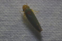 Graphogonalia evagorata