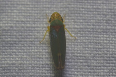 Graphogonalia evagorata