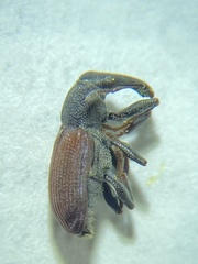 Magdalis armicollis