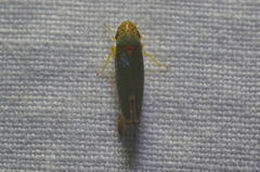 Graphogonalia evagorata