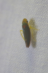 Graphogonalia evagorata