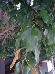 Ficus benjamina benjamina