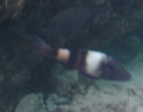 Parupeneus multifasciatus