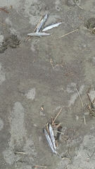 Thaleichthys pacificus