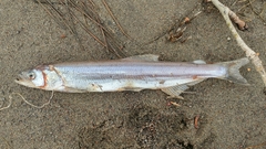 Thaleichthys pacificus