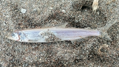 Thaleichthys pacificus