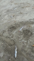 Thaleichthys pacificus