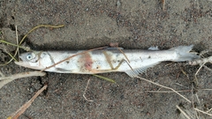 Thaleichthys pacificus