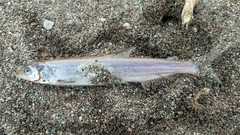 Thaleichthys pacificus