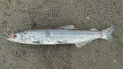 Thaleichthys pacificus