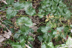 Knowltonia vesicatoria
