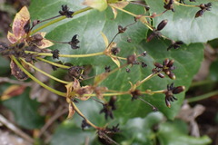 Knowltonia vesicatoria