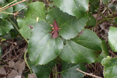 Knowltonia vesicatoria