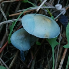 Stropharia pseudocyanea