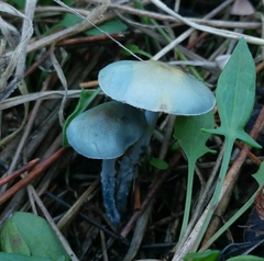 Stropharia pseudocyanea