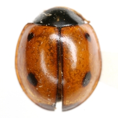 Brumoides septentrionis