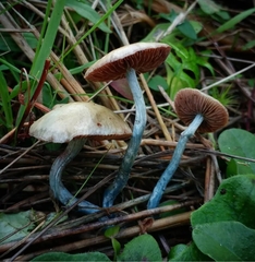 Stropharia pseudocyanea